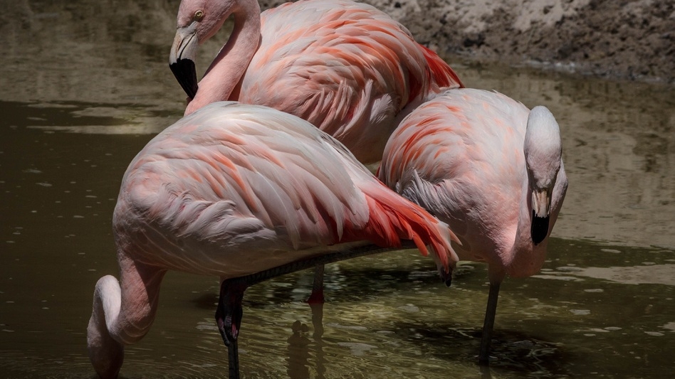 Ленинградский зоопарк отказался бесплатно пускать посетителей в розовой одежде в День фламинго