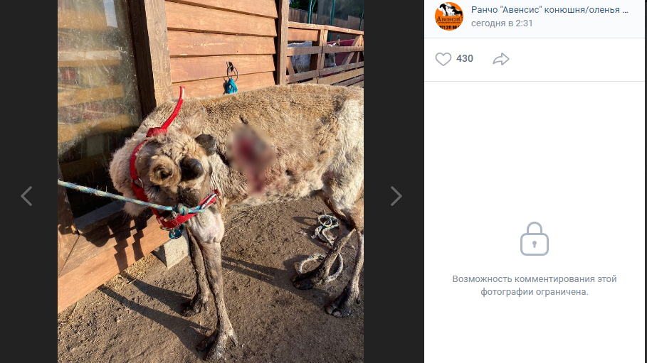Собаки загрызли двух оленят и серьезно покалечили взрослых особей на ранчо в Ленобласти