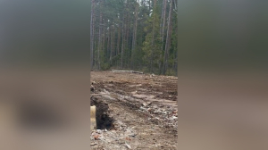 В Ленобласти вырубили лес на 30 млн рублей