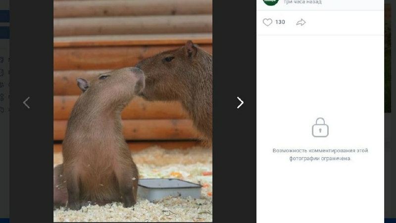 В Ленинградском зоопарке упитанные капибары ничем не заняты и чувствуют себя прекрасно
