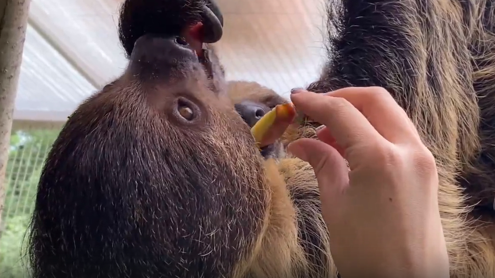 В Ленинградском зоопарке ленивцы переехали в новые вольеры