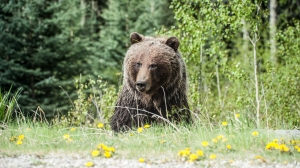 Росприроднадзор: как себя вести на встрече с медведем
