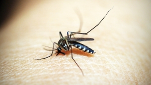 Роспотребнадзор: как петербуржцам защититься от комаров