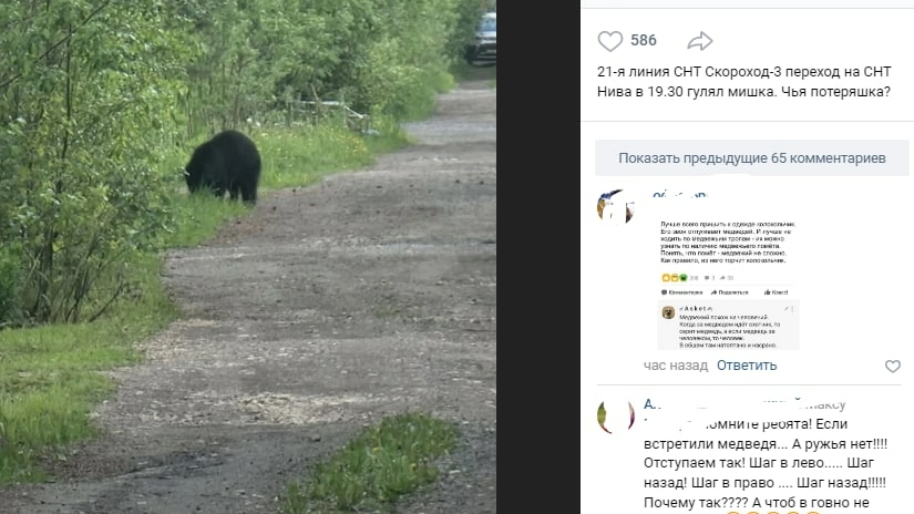 Под Петербургом к жителям садоводства пришёл медведь
