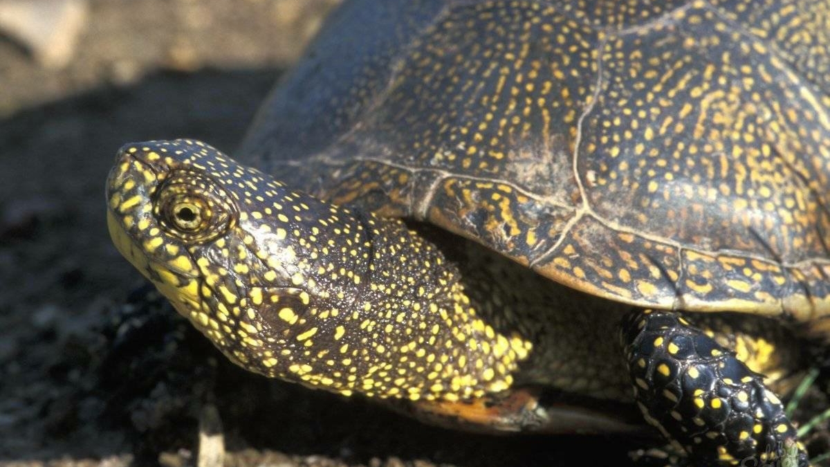 Болотные черепахи Петербурга выползают на берег, чтобы погреться на солнце
