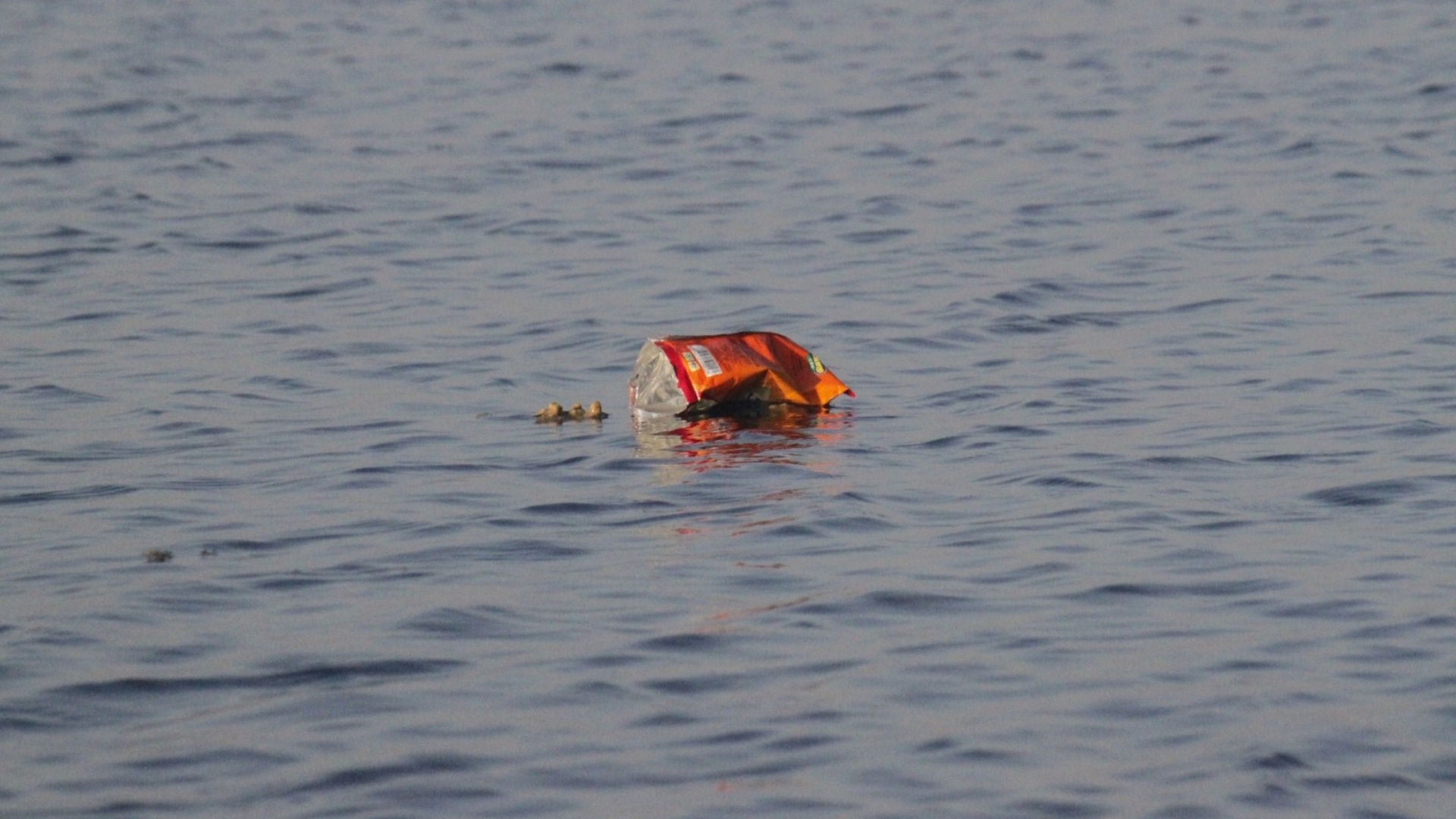 Ученые: на поверхности океана плавает пластиковый мусор весом в 300 Эйфелевых башен