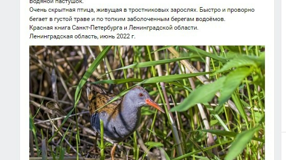 В Ленобласти заметили краснокнижную птицу, кричащую как поросенок