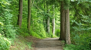 В Ленобласти за сезон высадили более шести гектаров леса