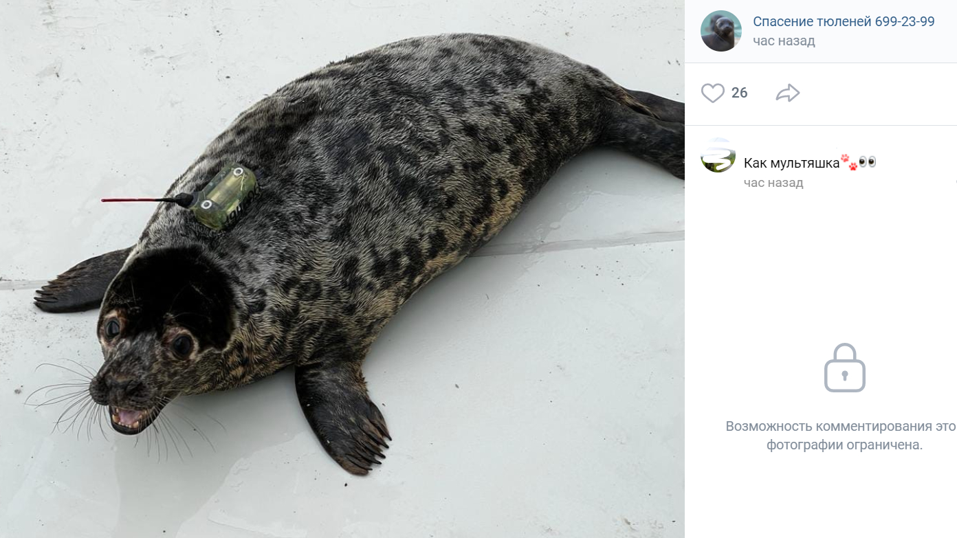Спасенный в Петербурге тюлененок отправился бороздить берега Финляндии