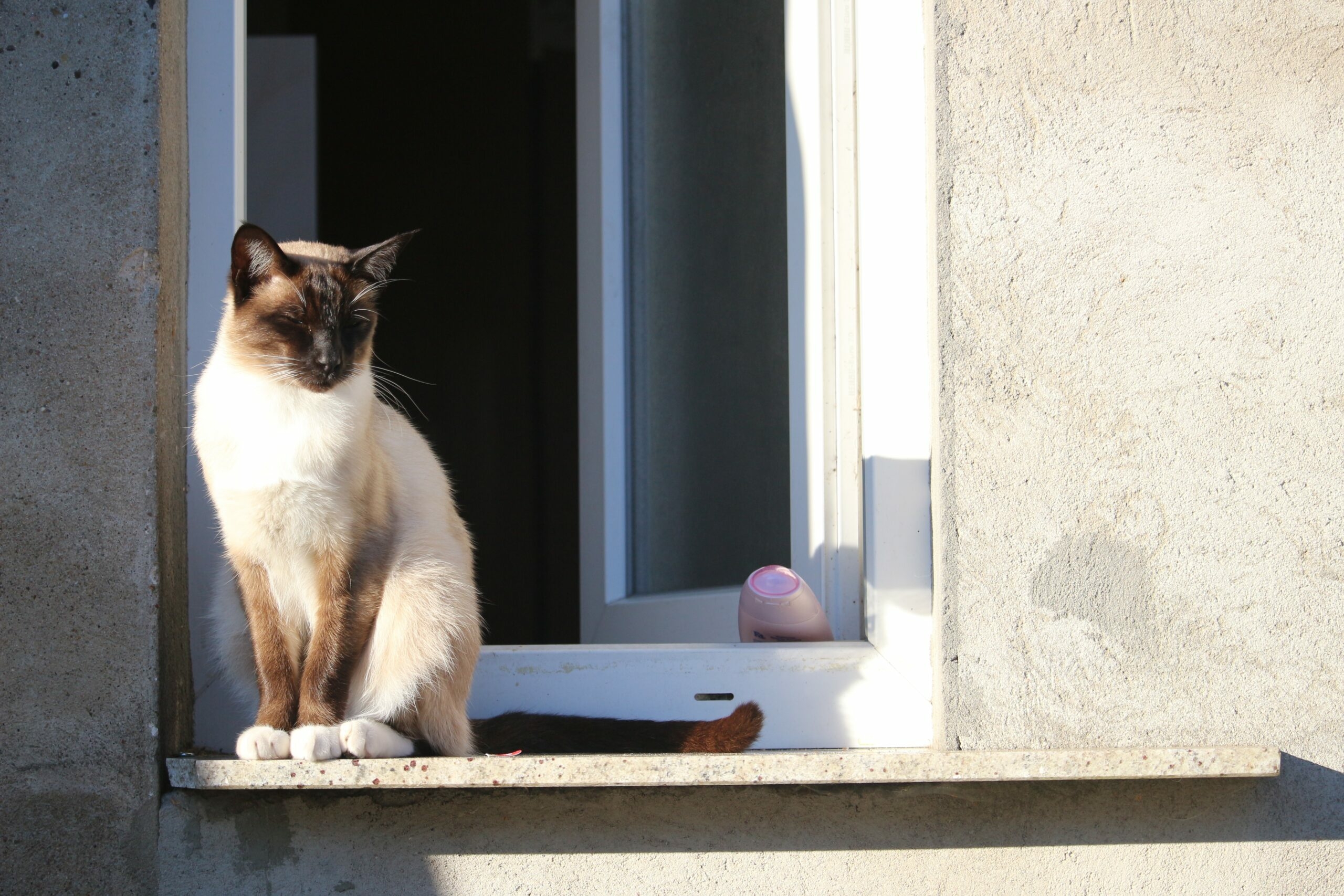 Петербуржцев призвали закрывать окна сетками из-за падения кошек