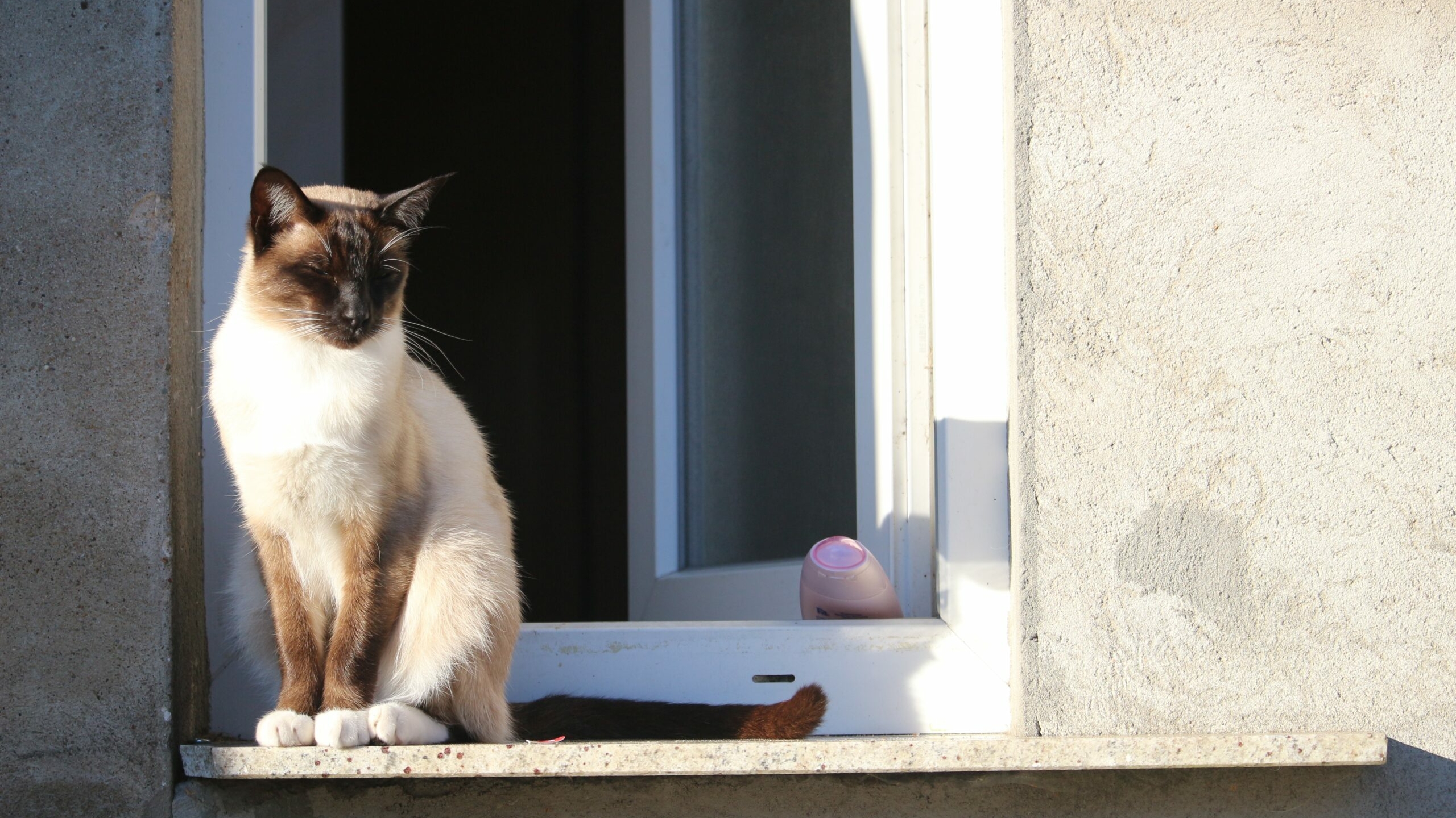 Петербуржцев призвали закрывать окна сетками из-за падения кошек