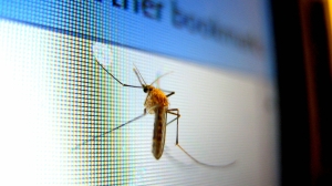 Эксперт рассказал о вирусах, которые могут переносить «боевые комары»