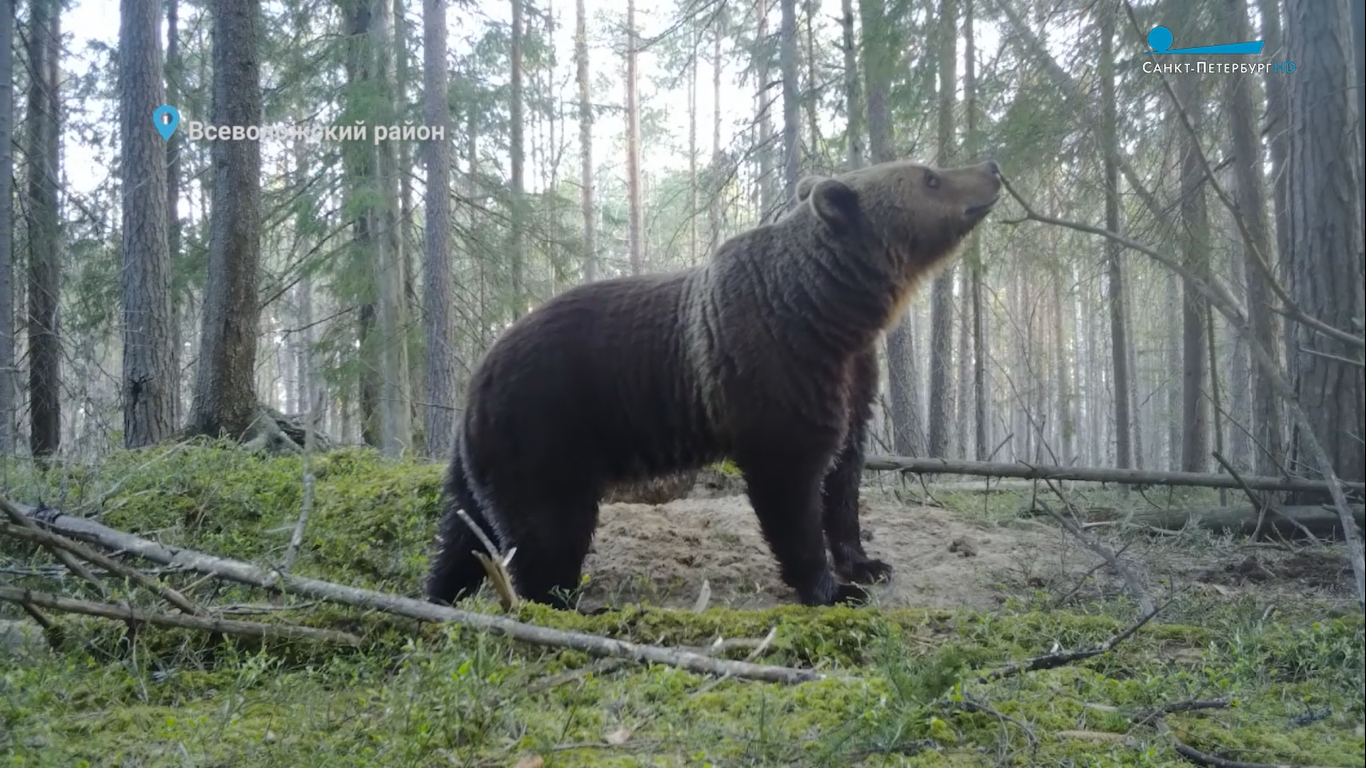 Видеоловушка поймала бурого медведя в лесу Ленобласти, пока он метил территорию
