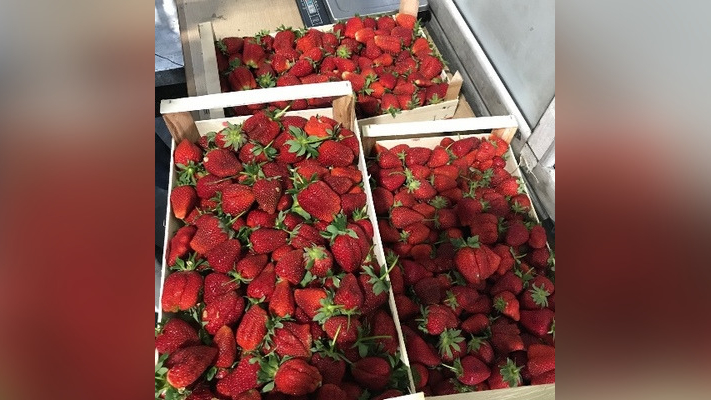 Опасная ягода: в Петербург пытались провезти 18 тонн зараженной клубники