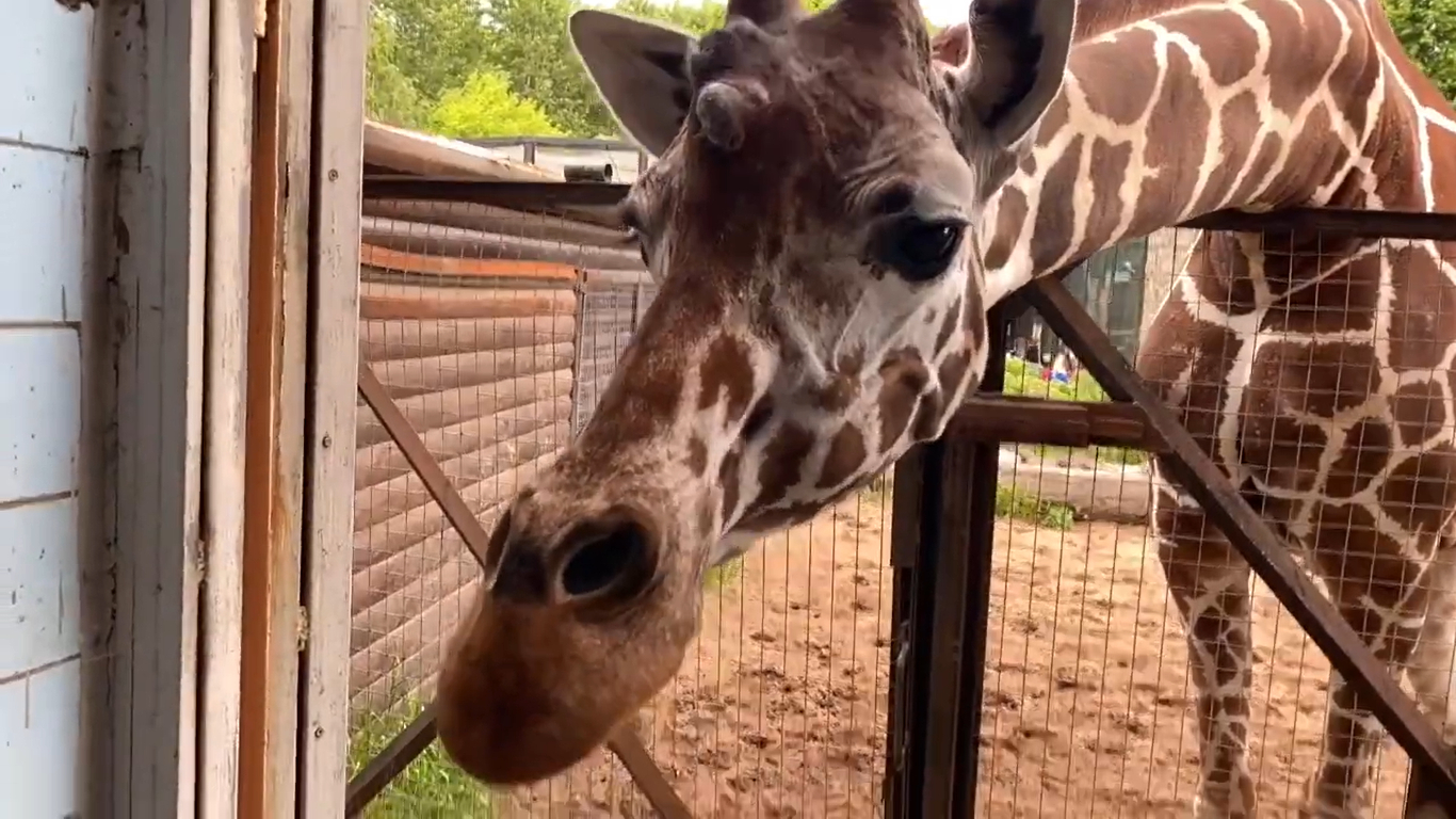 День жирафа Сони отметят в Ленинградском зоопарке 26 июня