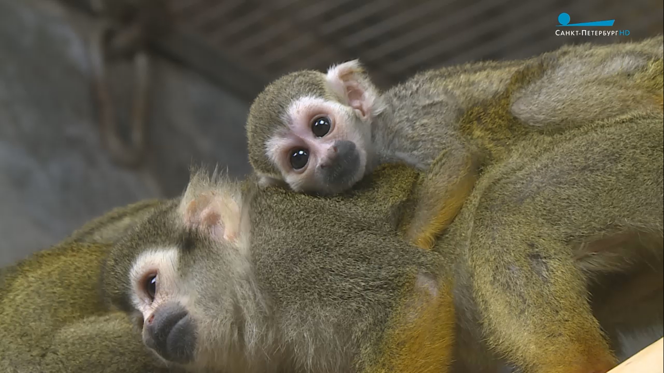 Петербуржцы выберут имена для обезьянок саймири в Ленинградском зоопарке