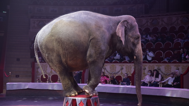 В Петербурге рассмотрят законопроект о запрете цирков с животными