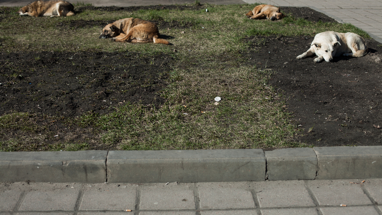В Екатеринбурге построят еще один приют для бездомных животных