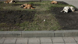 Петербург против Оренбургской области: в ЗакСе не хотят умерщвлять бездомных собак