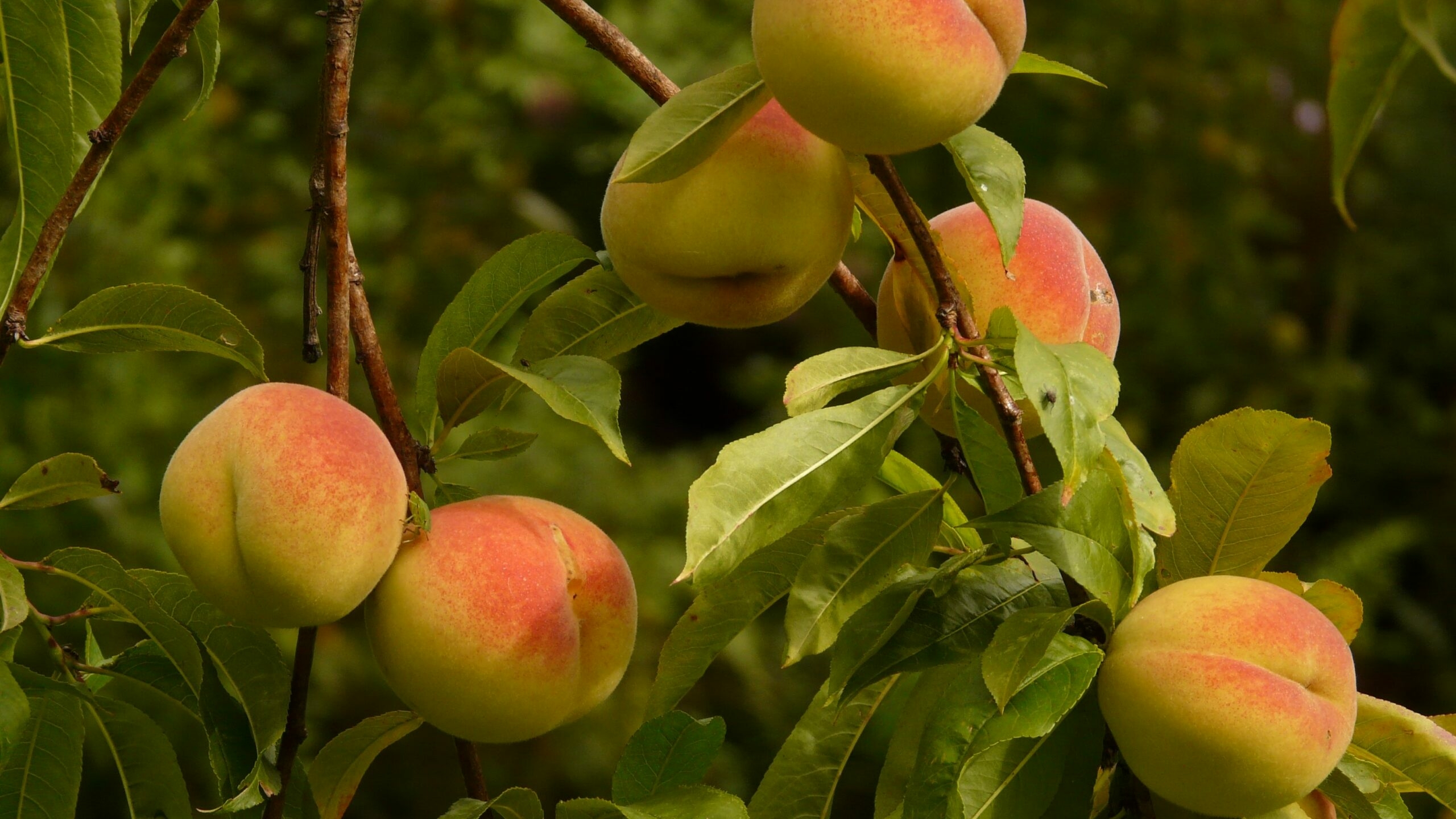 Петербуржцам рассказали, как выбрать самые сочные и полезные персики