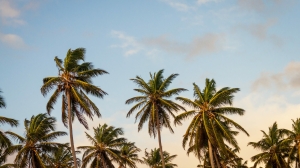 В Сочи вредители могут съесть все пальмы к 2027 году