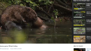 Дала «леща»: биолог Глазков снял ссору бобров в реке Оккервиль