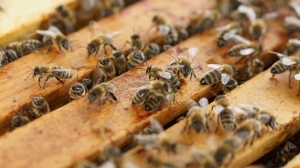 В Росприроднадзоре объяснили, почему петербуржцы за последнюю неделю дважды столкнулись с нашествием пчел