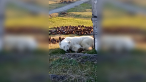 Медведь с застрявшей в пасти банкой пришел за помощью к людям в Красноярском крае