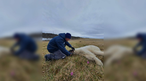 В Заполярье ветеринары спасли белую медведицу с банкой в пасти