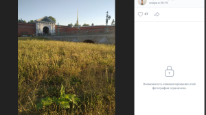 Цветет и пахнет: у Петропавловской крепости петербуржцы заметили борщевик