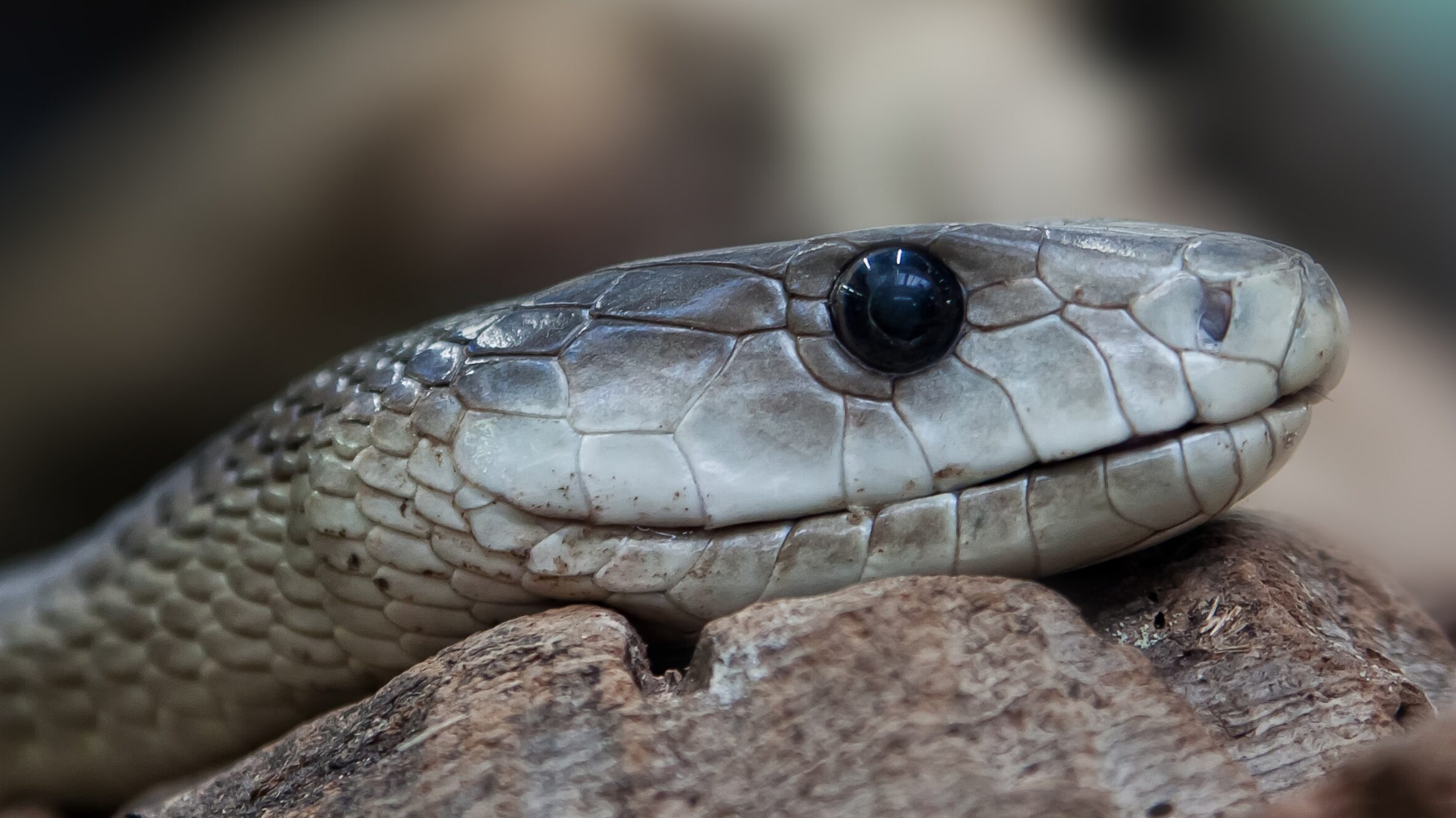 Эксперт рассказал, как распознать ядовитую змею и что делать при укусе