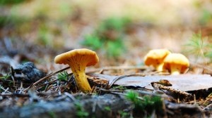 В лесах под Петербургом грибники нашли настоящие «подболотники»