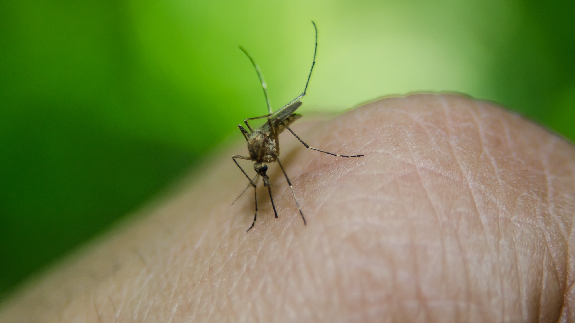 Ученые раскрыли, почему для комаров одни люди «слаще» других