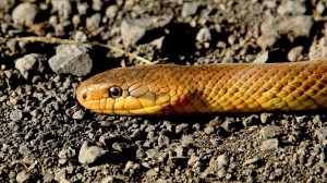 Биолог поделился, как вести себя при встрече со змеями