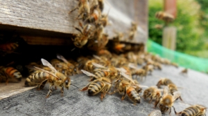 Пчелы облепили электрощиток на Богатырском проспекте