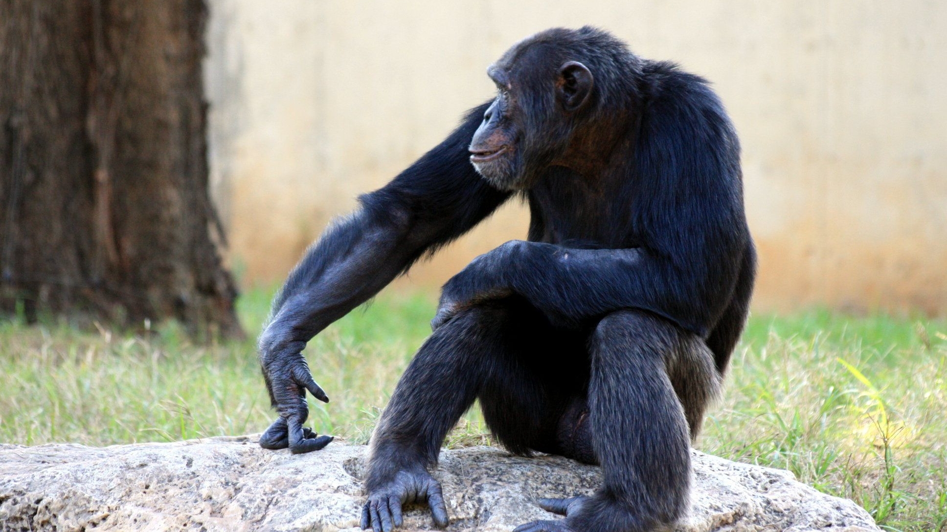 Иммуногенетик рассказал петербуржцам, как обезопасить себя от оспы обезьян