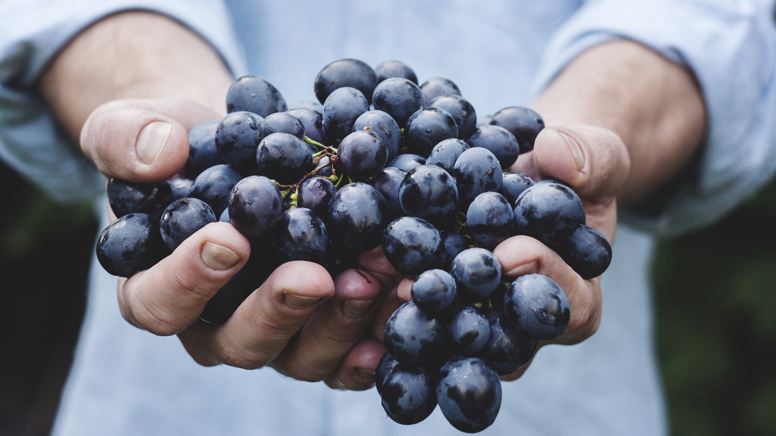 Ученые раскрыли полезные свойства винограда для кишечника