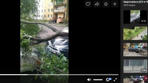 Деревья в Петербурге начали падать на автомобили до начала урагана