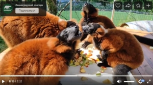 Вымирающие лемуры устроили застолье в Ленинградском зоопарке