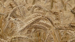 В Минсельхозе назвали три страны, больше всех закупающие зерно у России