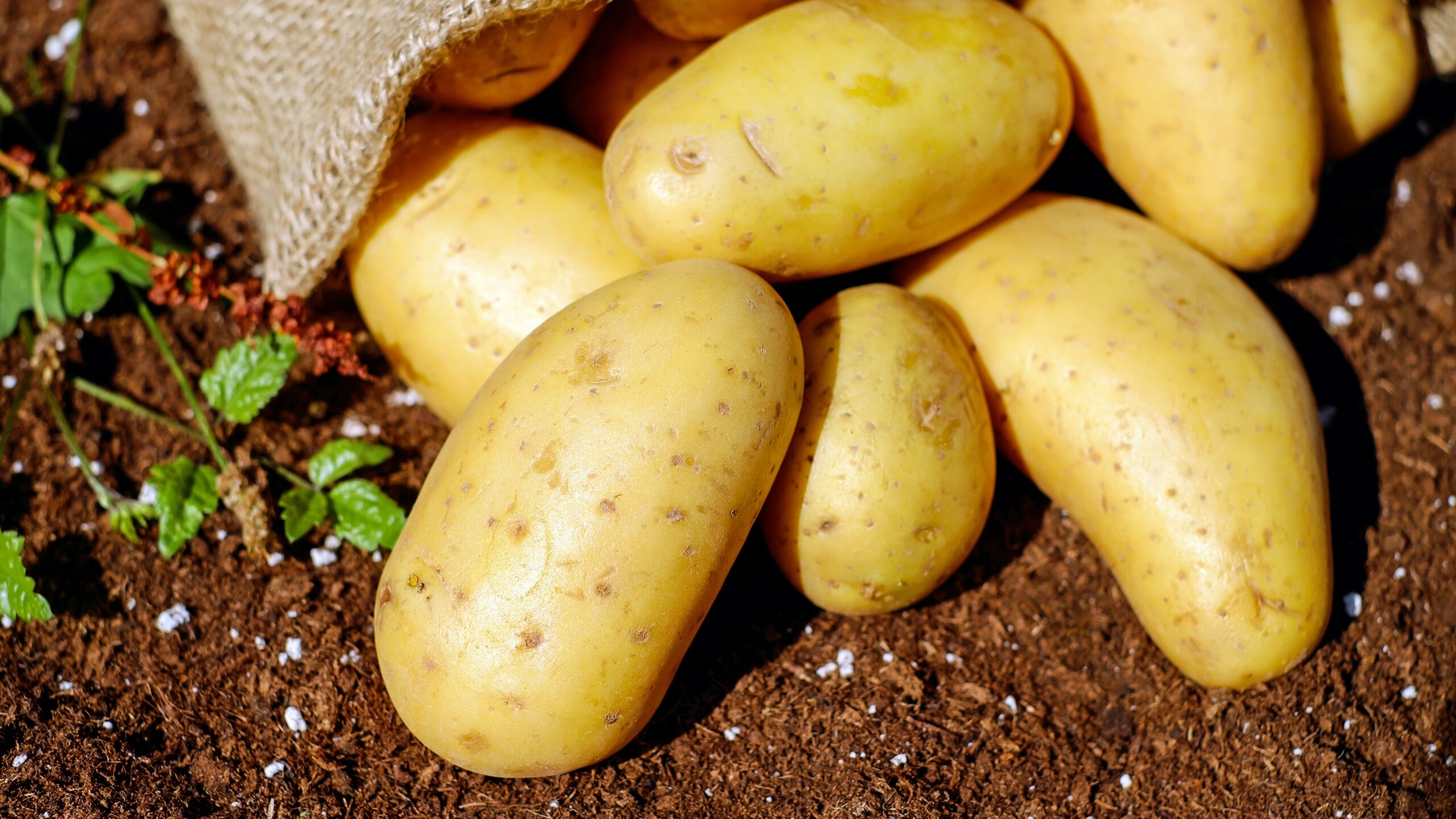В Ленобласти сбор урожая картофеля вырос на 20 процентов