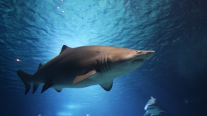 Акула вцепилась в ногу отдыхающего на пляже Флориды 20-летнего парня
