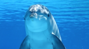 Дельфины стали массово нападать на отдыхающих японцев