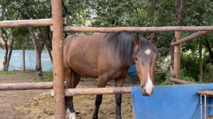 У избитой лопатой лошади в Парголово нашли травмы и отсутствие вакцинации