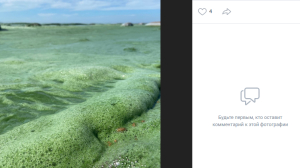 Вода в Финском заливе превратилась в зеленый кисель