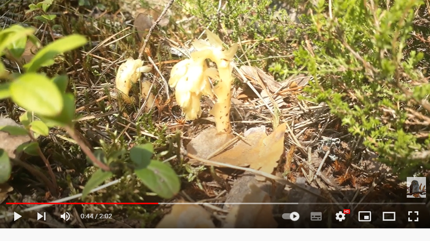 В заповеднике «Монрепо» заметили цветение призрачного цветка-гриба