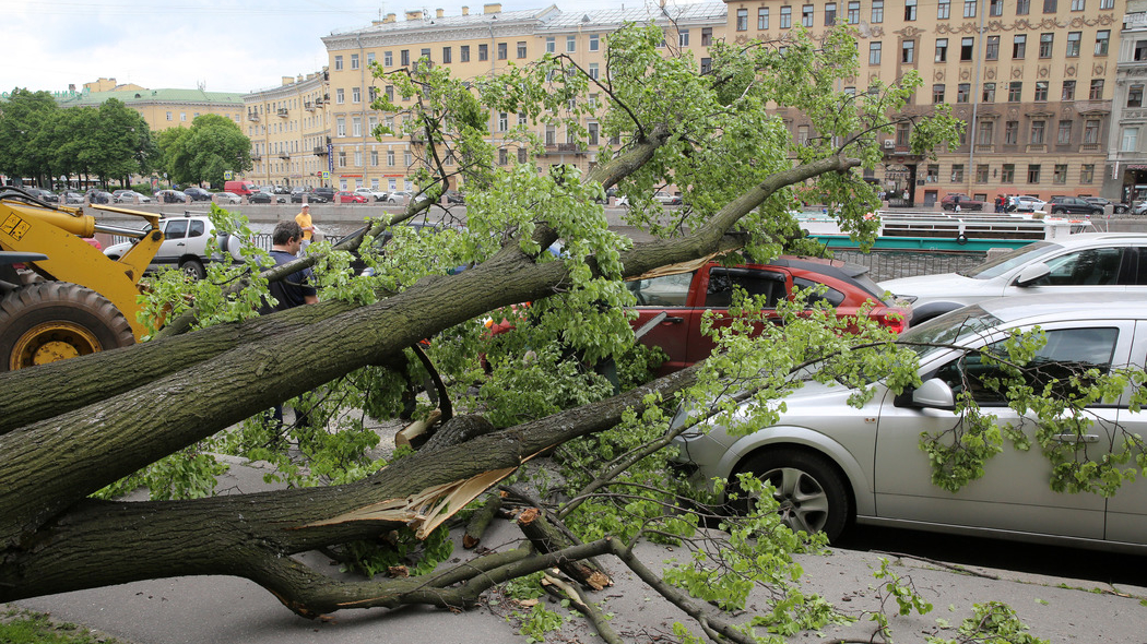 Циклон «Орнелла» повалил в Петербурге восемь деревьев