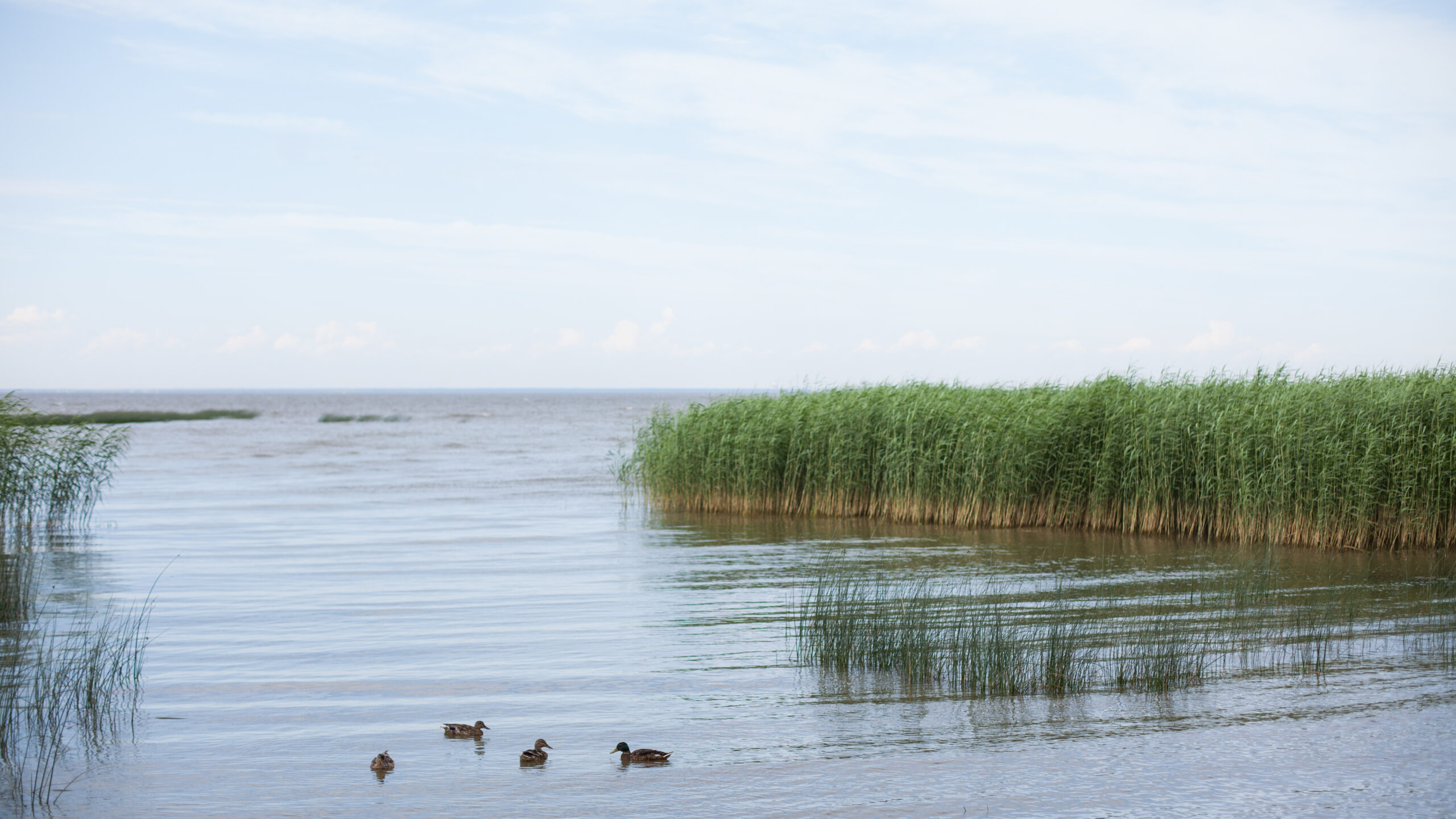 Сезон купания закрыт: эколог раскрыла, какую опасность таит позеленевший Финский залив