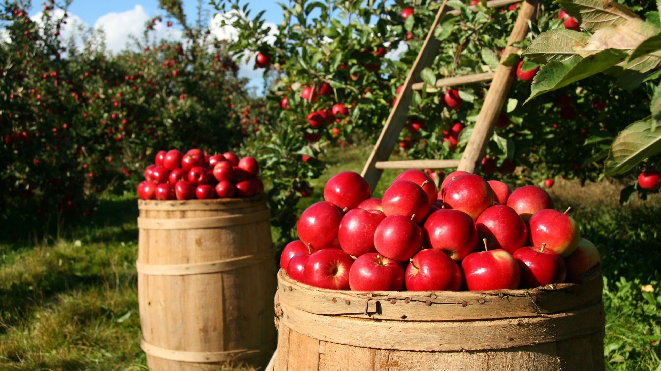 В российских садах сбор яблок увеличился на 7 процентов