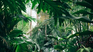 Зимний сад Ленинградского дворца молодежи ищет добрые руки для пальм, фикусов и других больших растений